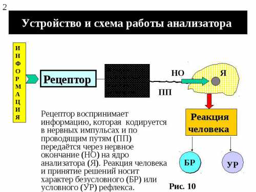 Анализаторы человека