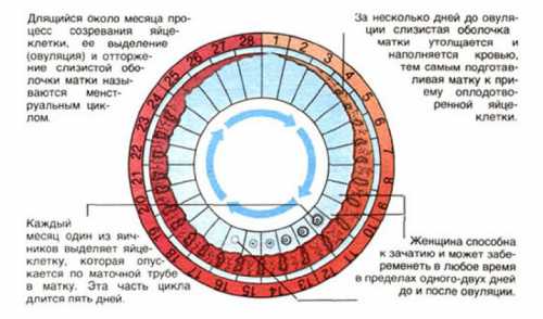 Сколько дней должен быть цикл у женщин