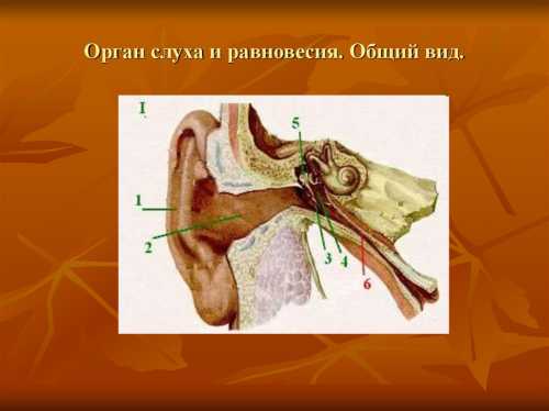 Полукружные каналы являются частью вестибулярного аппарата