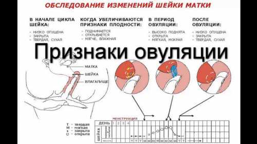 Как ускорить месячные