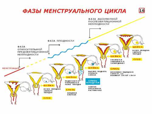 Боли перед месячными