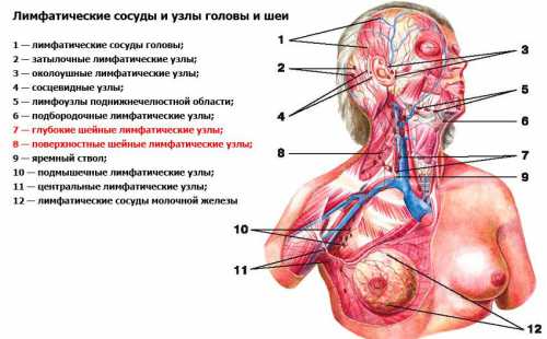 Настойка эхинацеи