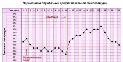 Базальная температура на 20 день цикла