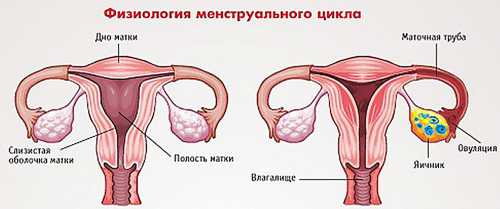 Возможно, причина мучительных болей кроется в ослабленном иммунитете женщины, нехватке в организме витаминов, постоянных стрессах или напряженной работе