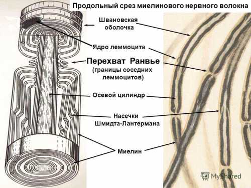 Серое вещество