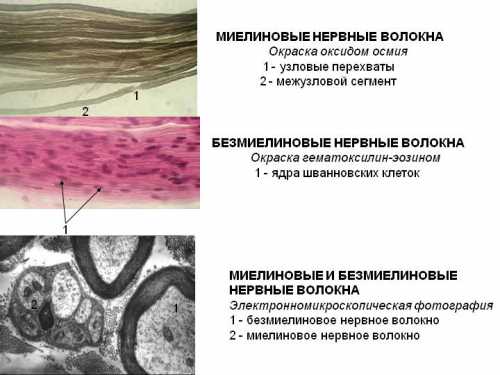 Миелиновые нервные волокна
