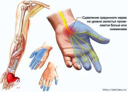 Нимеют руки ноги у взрослого человека